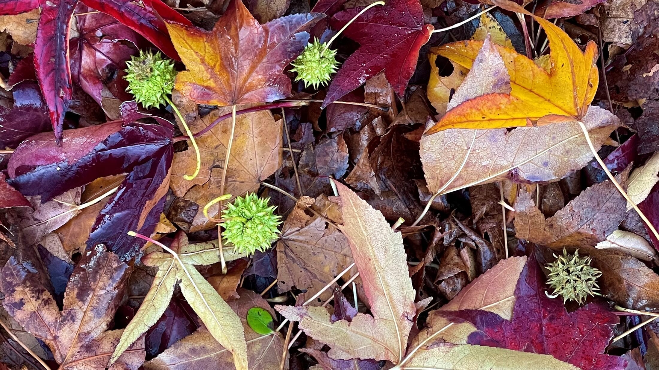 Autumn Colour Trends 2025 OOAK Autumn Colour Trends 2025 OOAK